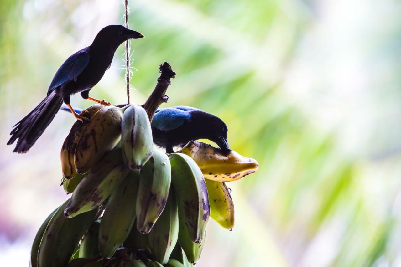 Cabanas Ecoturisticas Costa Maya มาอาอวล ภายนอก รูปภาพ